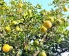 柚子（ゆず）　農薬不使用（無農薬）自然栽培