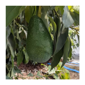国産アボカド（エッティンガー）×2～3玉