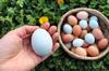 【HAPPY青たまご!!】淡路島でのびのび育った健康鶏のMIXたまご