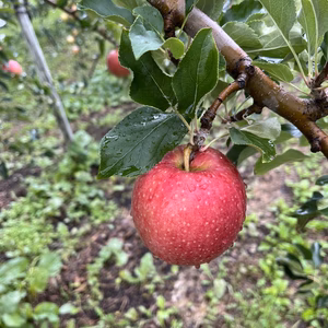 早生リンゴの代表【つがる】