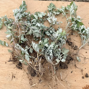 ［奈良県産］ふわふわのよもぎの苗・無農薬畑で自生／送料無料