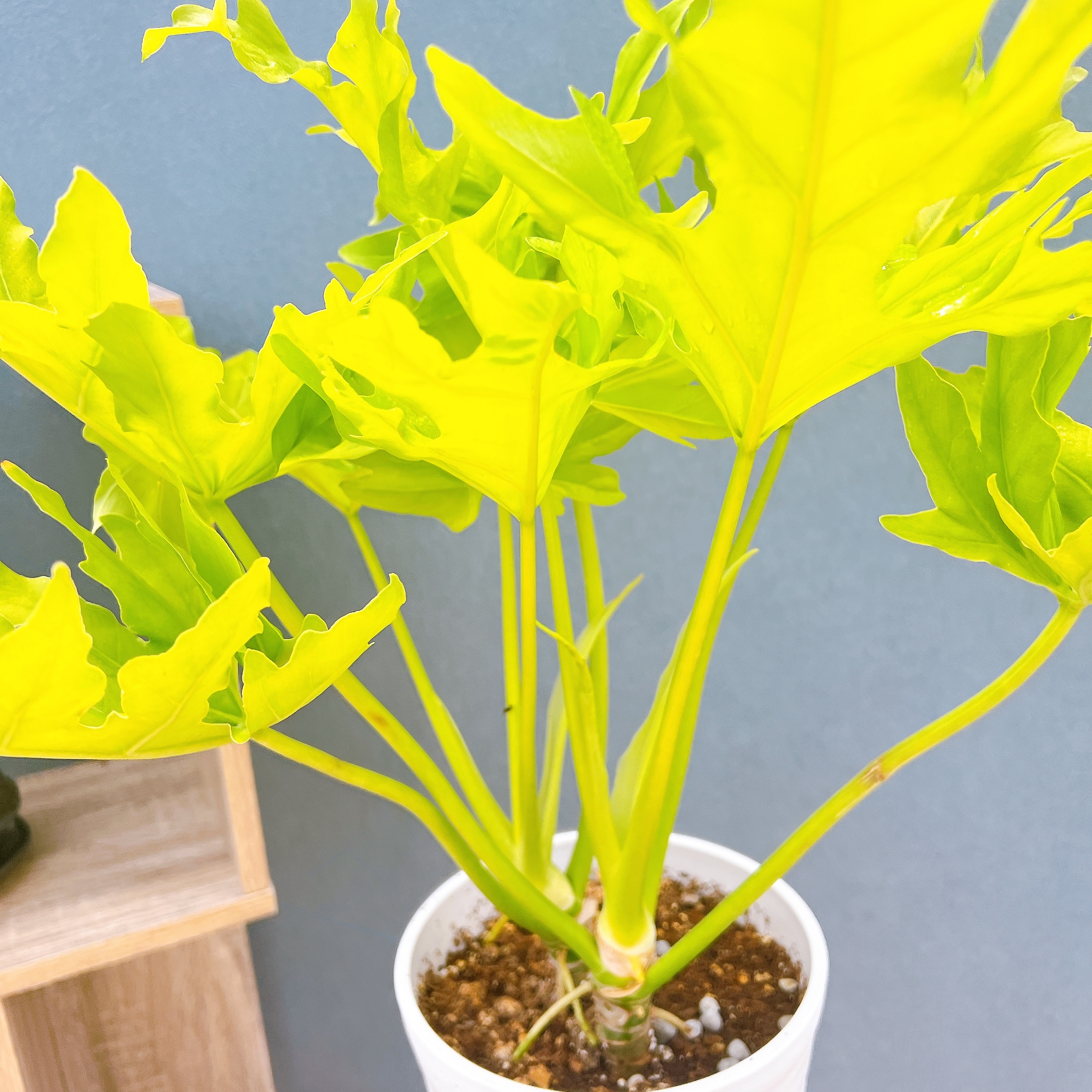 幹立ち フィロデンドロン セローム ゴールドリーフ ゴールデンセローム 在庫］【希少】※残りわずか※ フィロデンドロン セローム