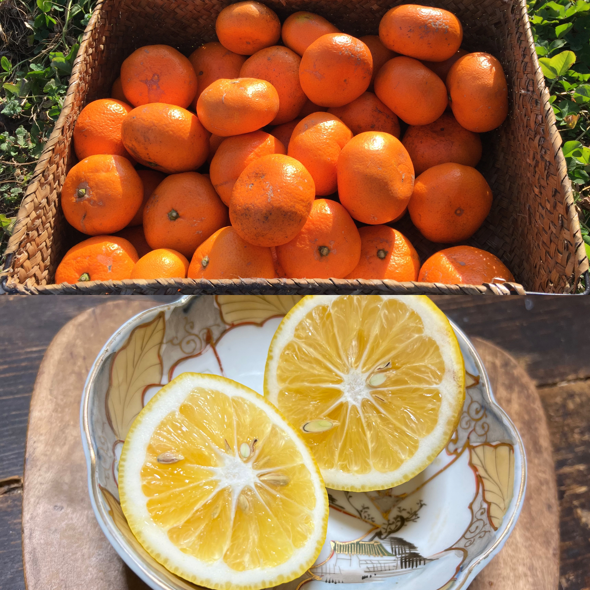 柑橘最高峰！食べたら感動があります. - 果物