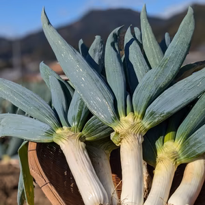 【下仁田町産】極上の甘みと食感！下仁田ねぎ　太め・14本前後、贈答用/ご家庭用