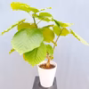 【在庫販】　フィカス　ゴムの木　ウンベラータ　フィカスウンベラータ　インテリアグ