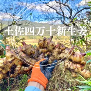 土佐四万十新生姜