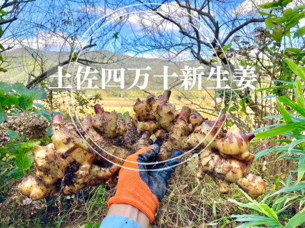【栽培時農薬・化学肥料不使用】高知 土佐四万十新生姜