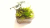 癒しを演出します(o^^o)【ミニ苔盆栽】鉢付き！かなり小さいから管理も楽、場所