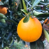 【熱海産♨農薬不使用】樹上甘熟！ネーブルオレンジ 約4kg