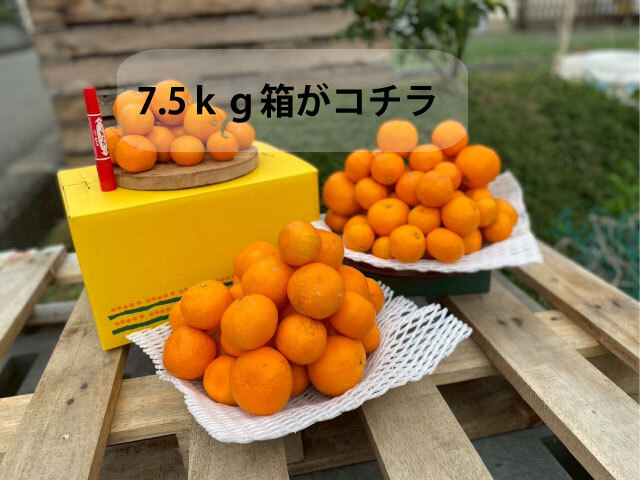 2026年12月第1週予約便】贈答用 樹上熟成よそいきみかん｜みかんの商品