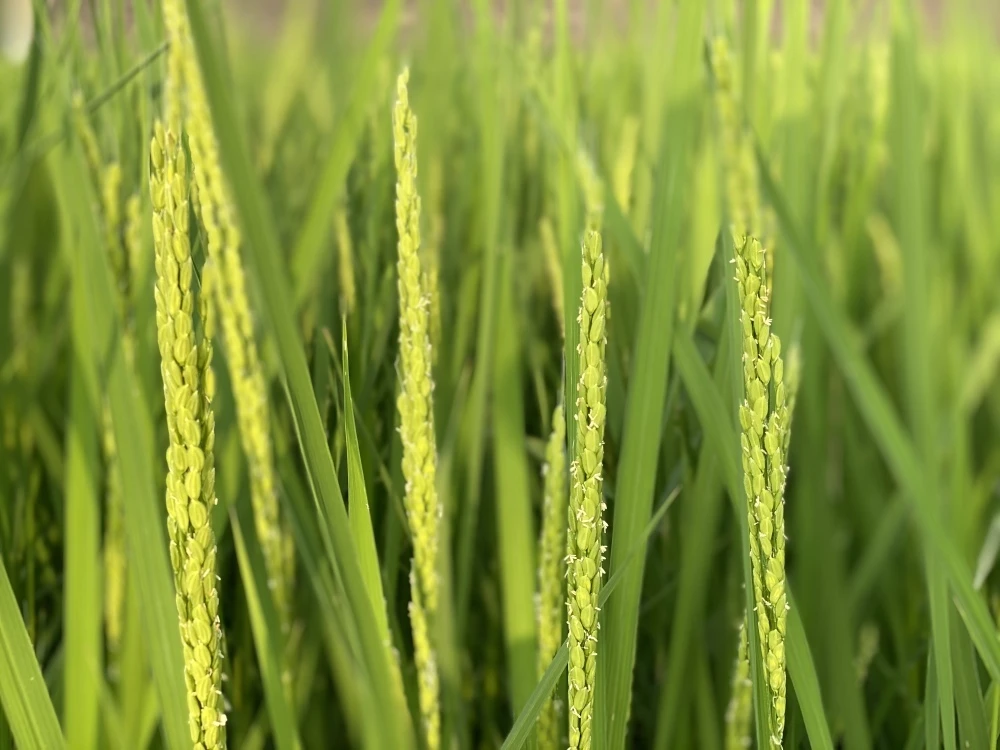 令和5年産 新米 有機栽培 若玄米 緑玄米 天日干し コシヒカリ 2kg