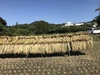 桜島の恵みで育てた無農薬無肥料、除草剤不使用の玄米ヒノヒカリ290g×12袋