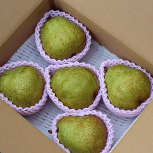 ギフトに最適サイズ！山形のラフランス ！4Lサイズ2キロ箱