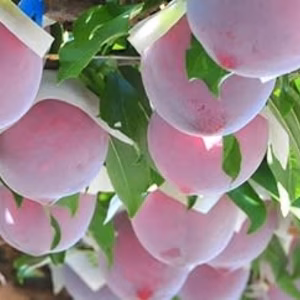 【約1.8kg】山梨県南アルプス落合産すもも・貴陽