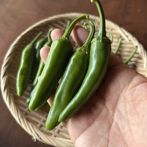 愛知県 豊田市旭産 キムチ唐辛子（青） 500g