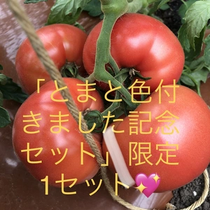 【限定1名様】桃太郎トマト+ハーブセット
