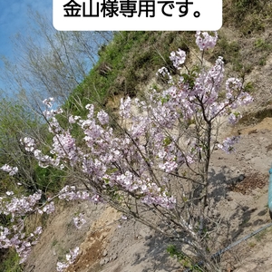 金山様専用です。