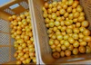 有田みかん【小粒小玉】2 kg（箱込）送料無料 60