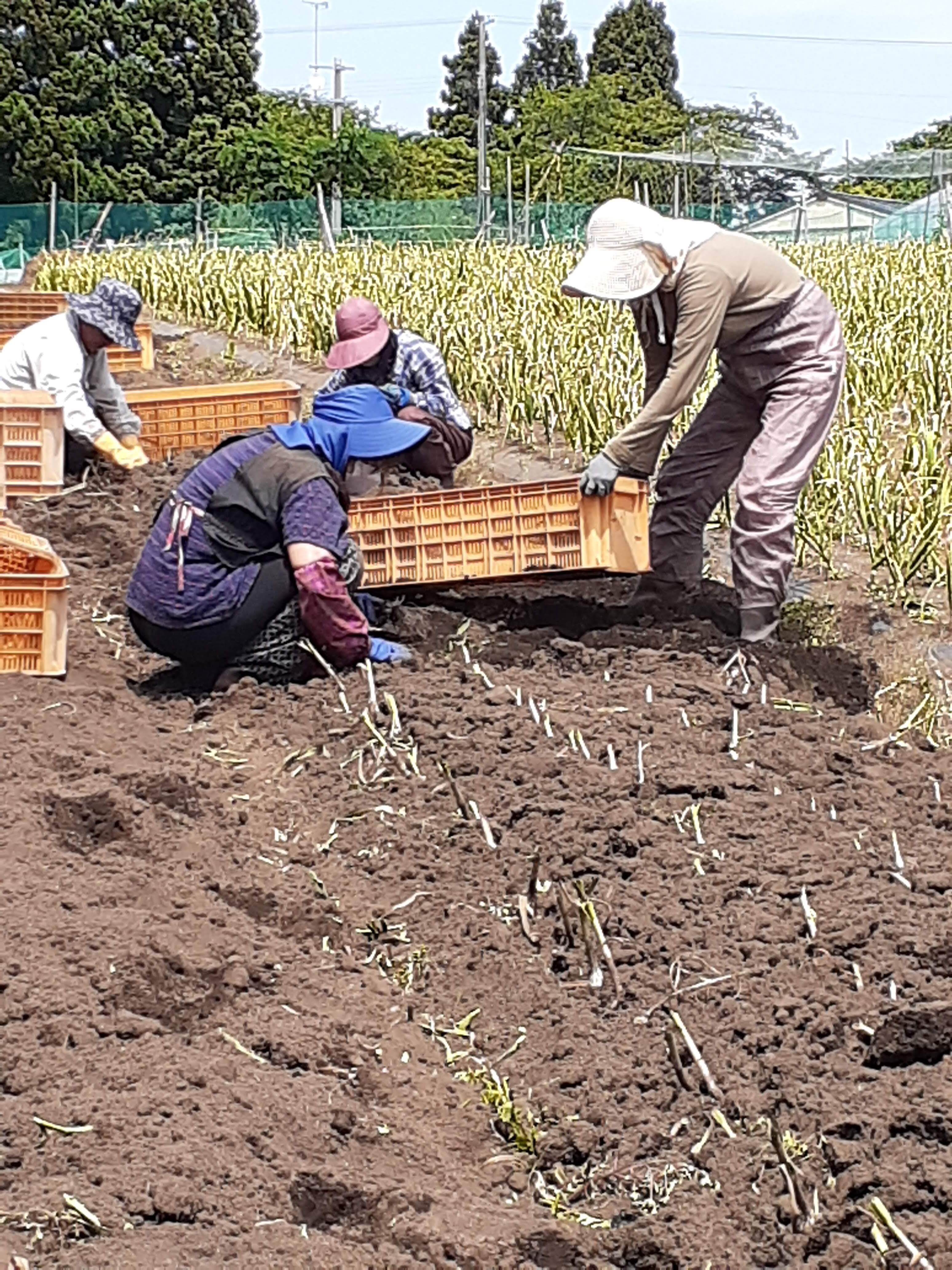 まもなく完売❗唐辛子農家の一味唐辛子 - 野菜