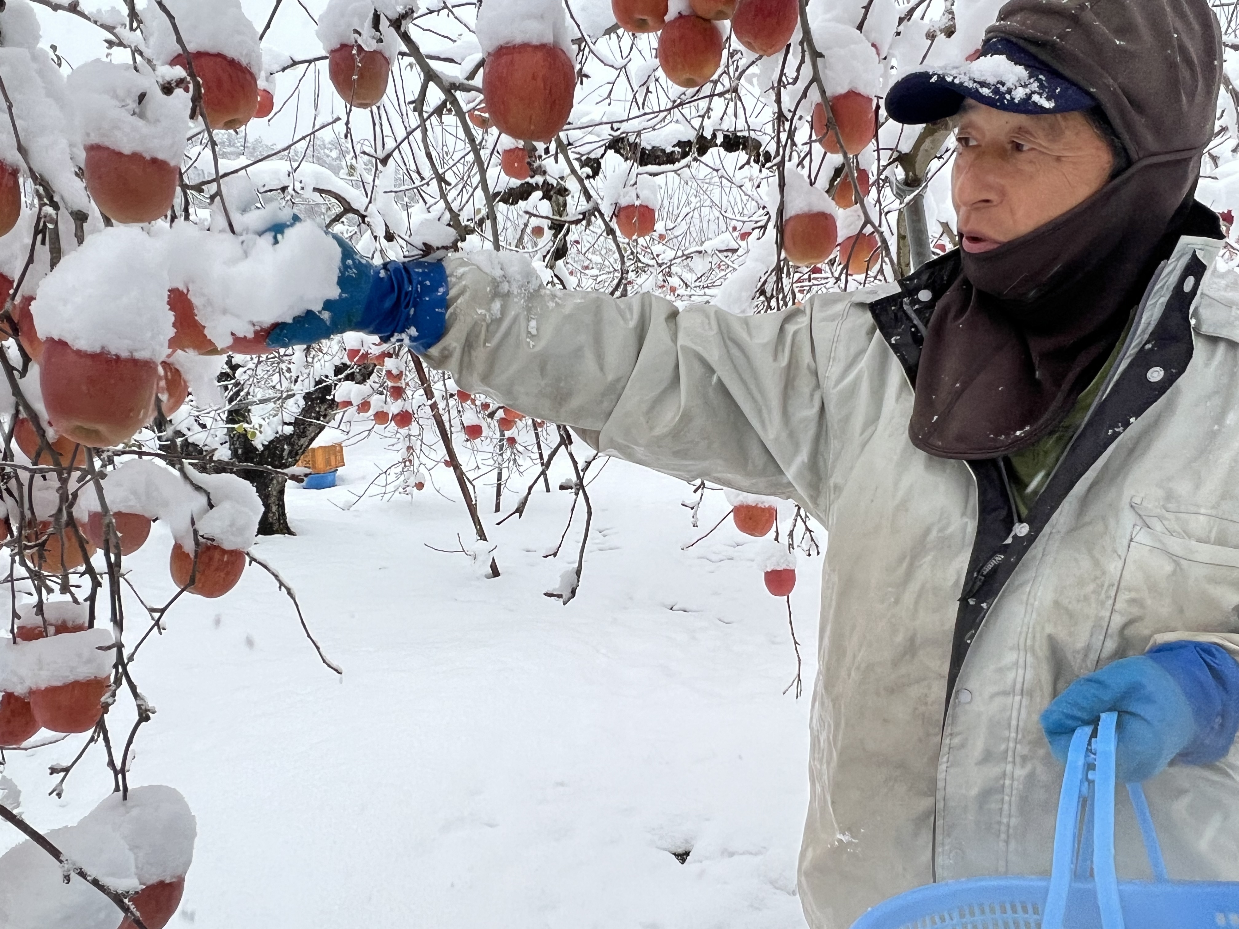 大人気！！順次発送自慢の雪んこりんご約4.5キロ｜りんごの商品詳細