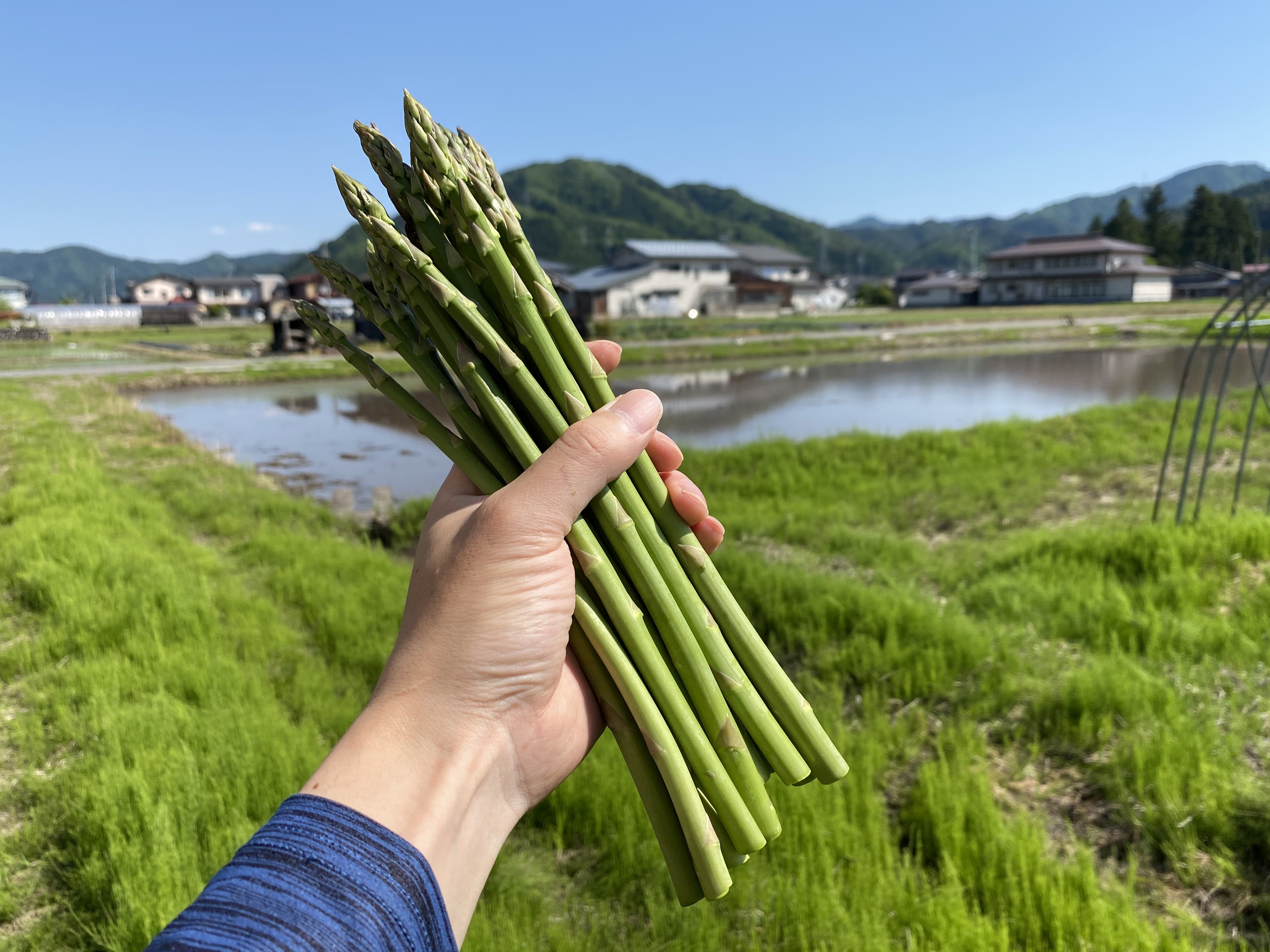 あすぱらがすページ 冷凍野菜 グリーンアスパラ クロスカット 春雪さぶーる 1kg