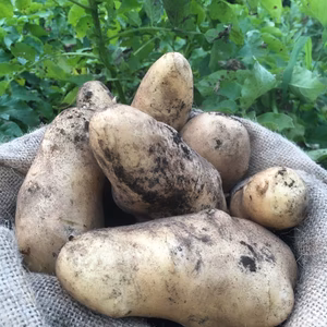 【無農薬・無肥料】メークイン(2022年新ジャガ)