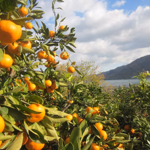 【えひめ・しまなみの島みかん】瀬戸内よりお届け！旬の温州みかん（南柑20号)