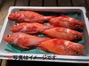 【知床羅臼直送】キンキ（キチジ、メンメ）お刺身、焼き魚、お鍋等