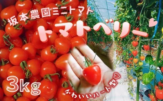 お得な3kg❗️いちごのようなハート型のトマト☆トマトベリー｜野菜の