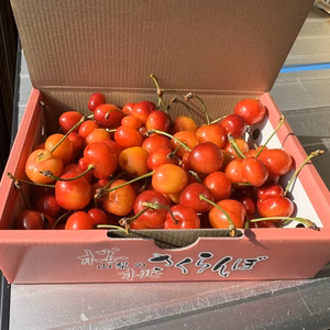 さくらんぼ品種おまかせ『訳あり品』500g