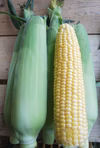 【朝採り】とうもろこし【小】16本