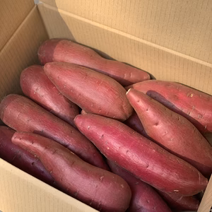 お買い得♪シルクスイート♪  Mサイズ　5キロ箱20本