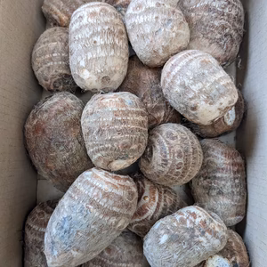 【L~3LのA品】新潟県長岡産さといも2kg