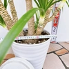 現品販売　ドラセナ　カンボジアーナ　②　 セラアート鉢　受皿付き　人気　観葉植物