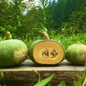 【限定販売】固定種かぼちゃの5キロ以上セット！自然栽培・旨み野菜！ま