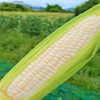 甘さ濃厚♪島育ちのホワイトコーン（白いおおもの）　５本入り