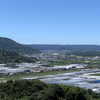 加工にどうぞ＊特別栽培ブラッドオレンジ・タロッコ