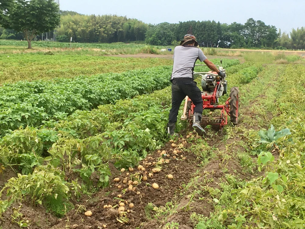 【燻製塩セット】栗のような甘味が人気「キタアカリ」