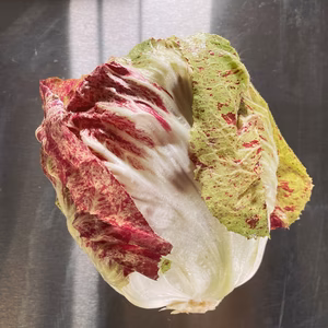 冬のイタリア野菜 ラディッキオ ルシア(結球型カステルフランコ) 約1kg