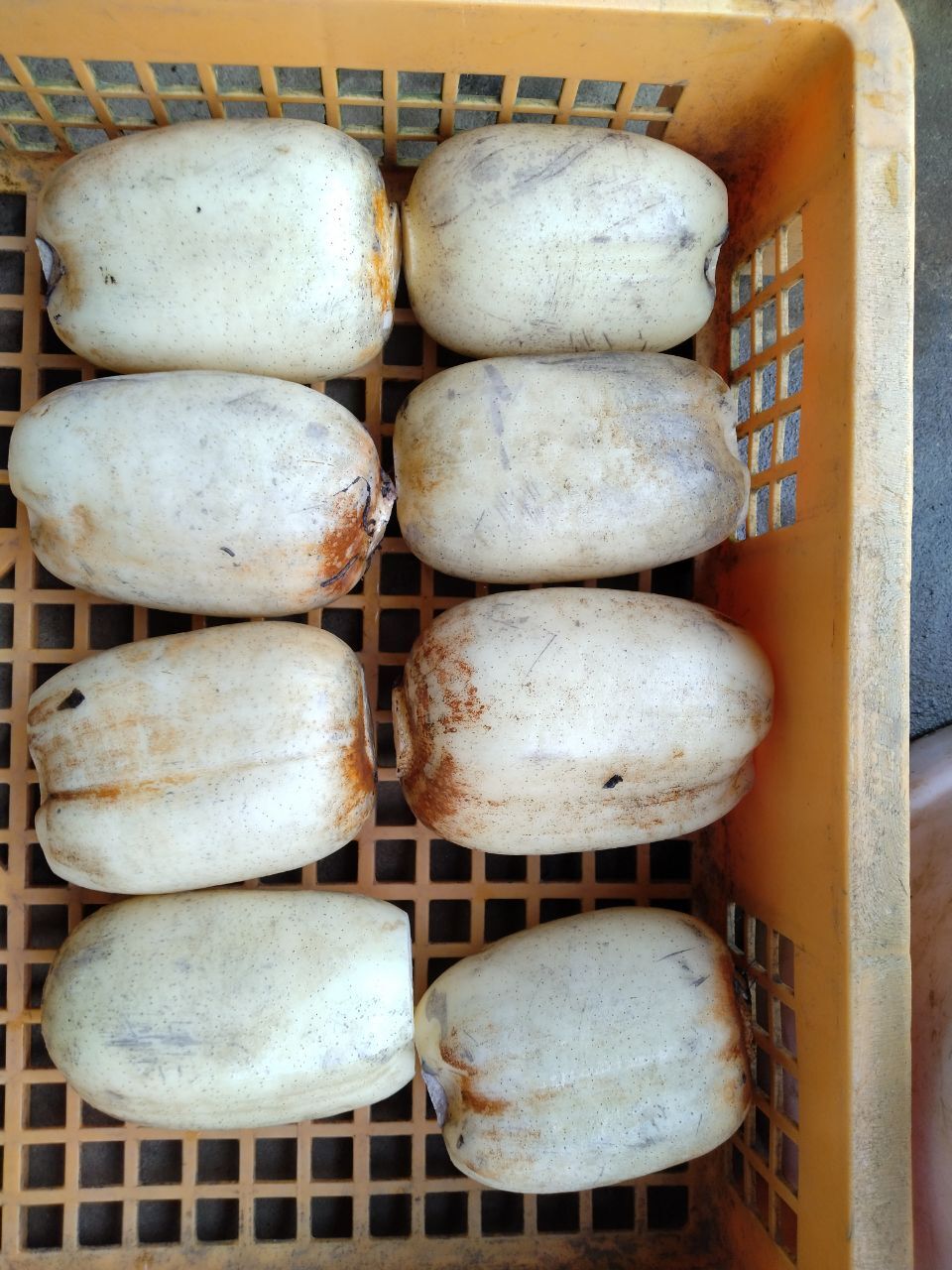 冷蔵便 節毎 れんこん 8キロ 4キロが二箱♯蓮根 ♯レンコン｜れんこん