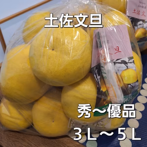 土佐文旦10キロ入1箱(3Ｌ～５Ｌ)保存袋付き