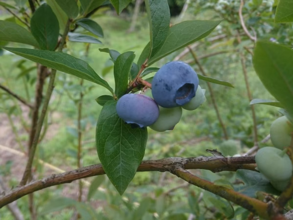 完熟ハイブッシュ系大粒ブルーベリーM(12mm),Ｌ(16mm) 1kg    