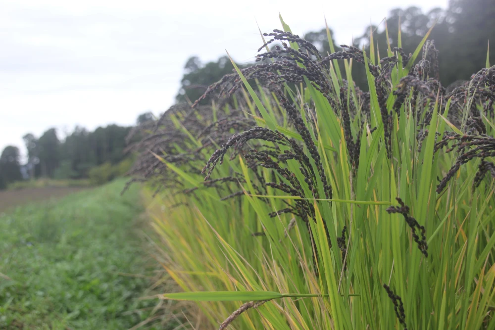 有機JAS　古代米ミックス　黒赤緑　農薬不使用　有機肥料使用