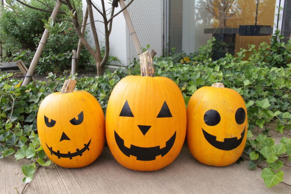 ハロウィンかぼちゃ　本物《ジャックオーランタンに♪》愛媛県産