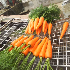 【寒熟】甘さ極まる「あまねちゃん」にんじん