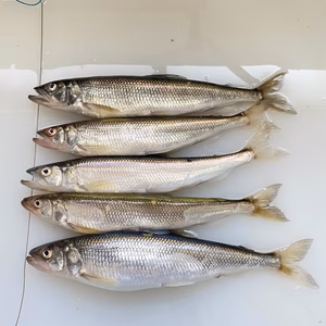 本日水揚げ‼️キュウリウオ❗️1〜2人用　エラ、内蔵処理　