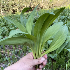 希少！絶品！期間限定！行者にんにく