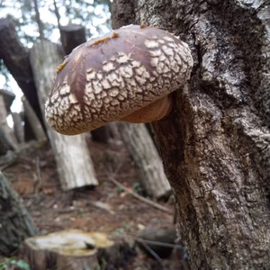 原木生椎茸　肉厚400グラム