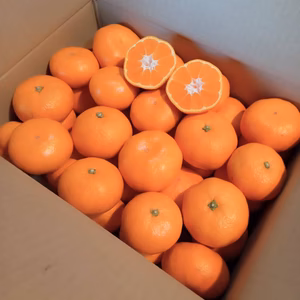 【農薬・化学肥料不使用】神奈川県産　青島みかん　4kg 【厳選】