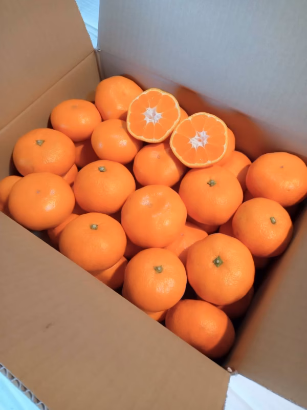 【農薬・化学肥料不使用】神奈川県産　青島みかん　4kg 【厳選】